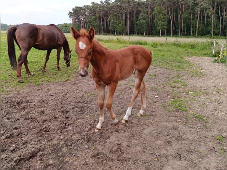 Belgisches Warmblut Stute  168 cm Fuchs in Vorselaar