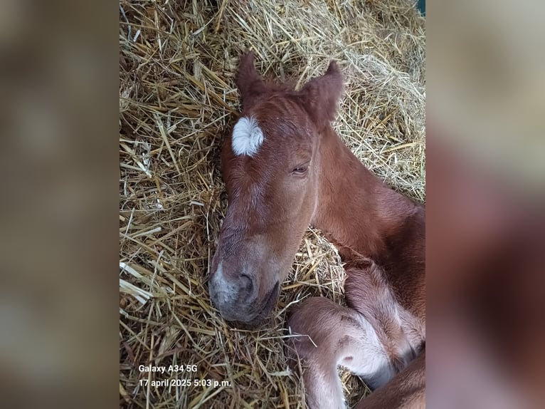 Belgisches Warmblut Stute  168 cm Fuchs in Vorselaar