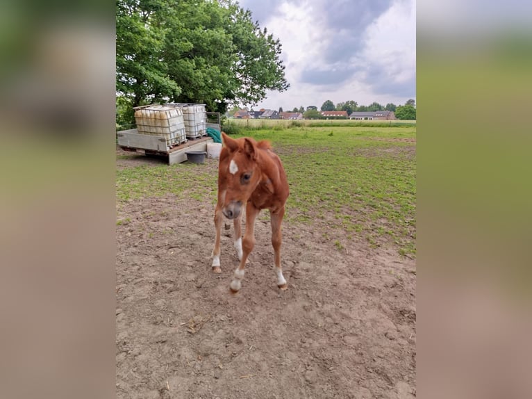 Belgisches Warmblut Stute  168 cm Fuchs in Vorselaar