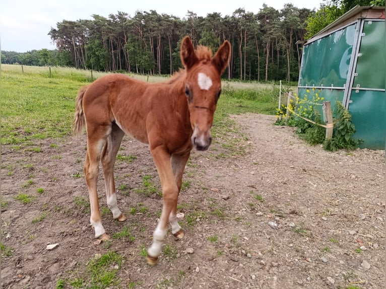 Belgisches Warmblut Stute  168 cm Fuchs in Vorselaar