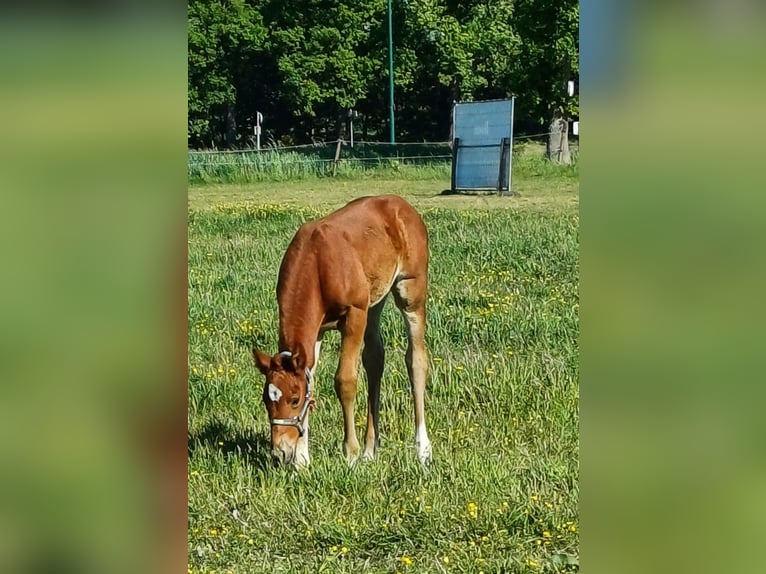 Belgisches Warmblut Stute  168 cm Fuchs in Vorselaar