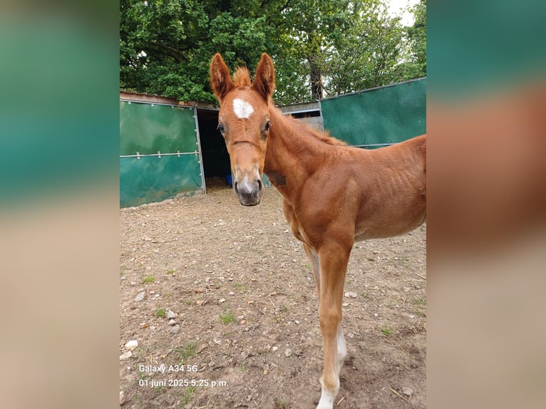 Belgisches Warmblut Stute  168 cm Fuchs in Vorselaar