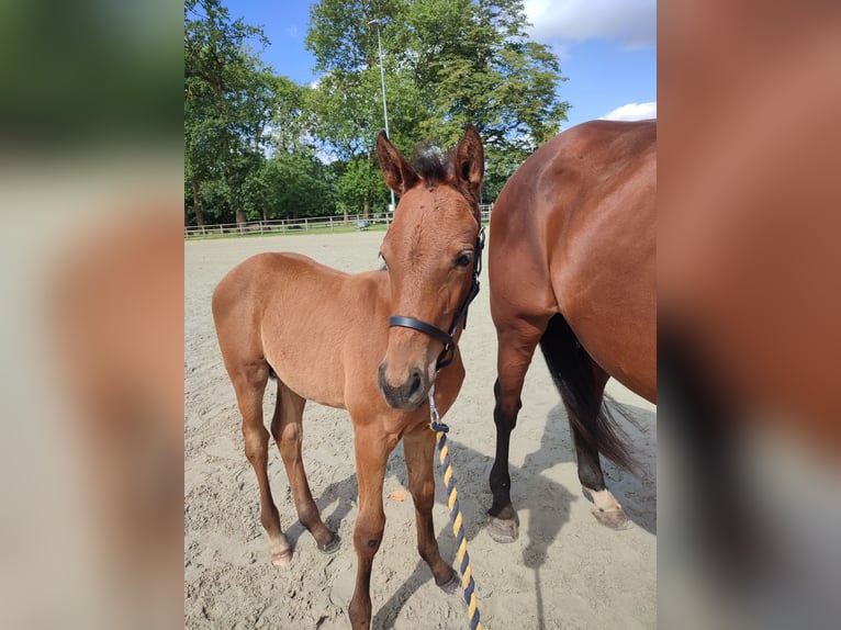 Belgisches Warmblut Stute  170 cm Brauner in Ieper