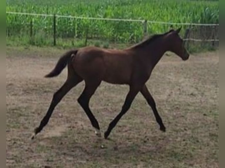 Belgisches Warmblut Stute  170 cm Brauner in Ieper