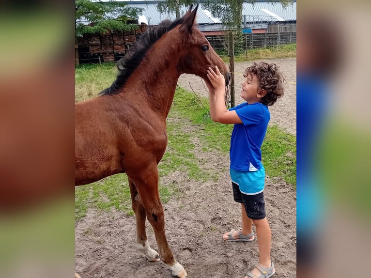 Belgisches Warmblut Stute Fohlen (06/2024) Brauner in Wuustwezel