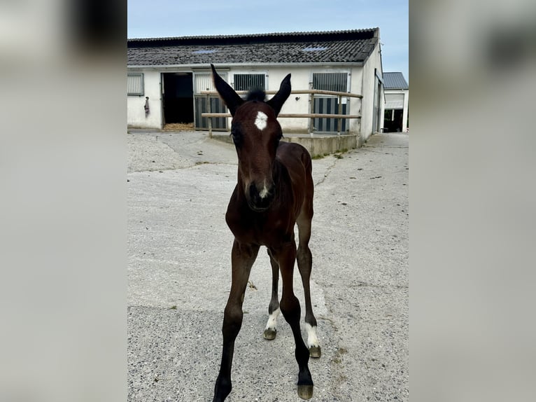 Belgisches Warmblut Stute Fohlen (05/2026) Brauner in Luttre