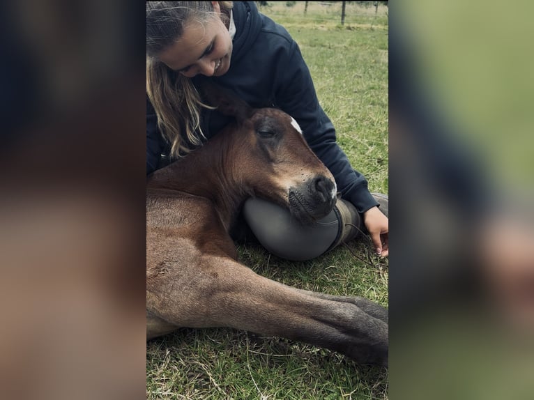 Belgisches Warmblut Stute Fohlen (05/2026) Brauner in Luttre