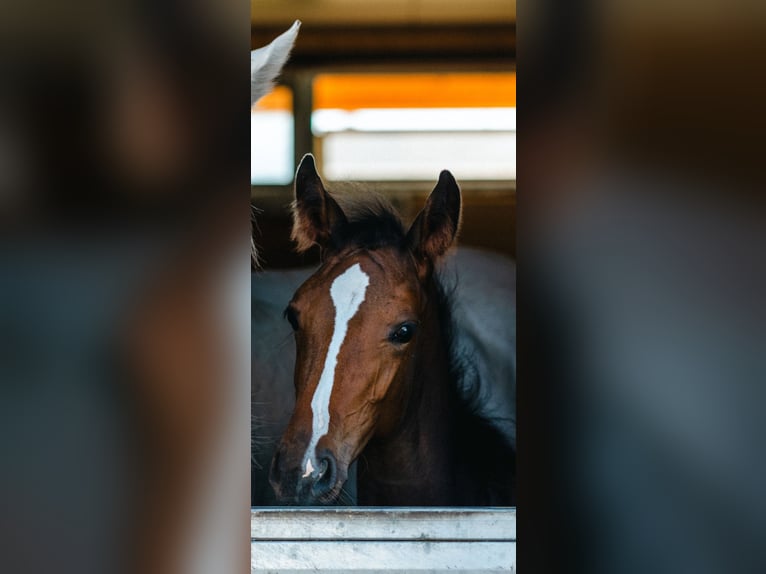 Belgisches Warmblut Stute Fohlen (05/2025) Brauner in Spigno Monferrato