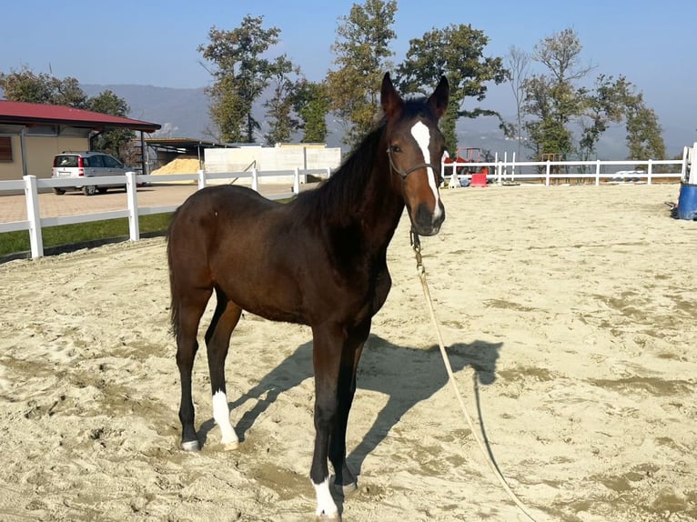 Belgisches Warmblut Stute Fohlen (05/2025) Brauner in Spigno Monferrato