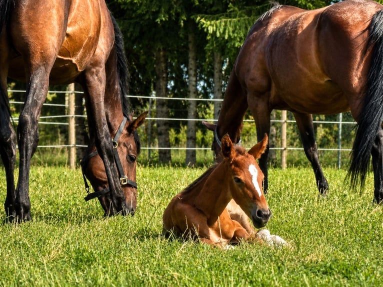Belgisches Warmblut Stute Fohlen (01/2026) Brauner in Swarzędz