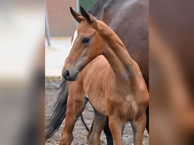Belgisches Warmblut Stute Fohlen (01/2026) Brauner in Swarzędz