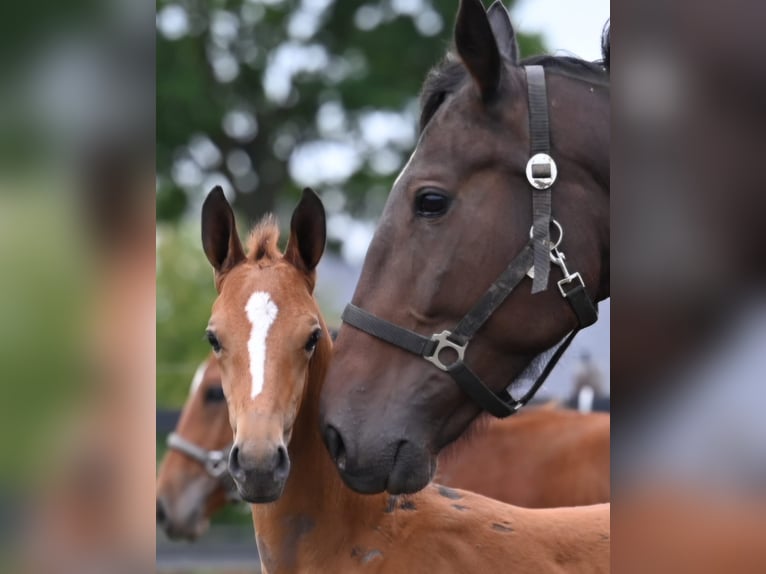 Belgisches Warmblut Stute Fohlen (01/2026) Brauner in Swarzędz