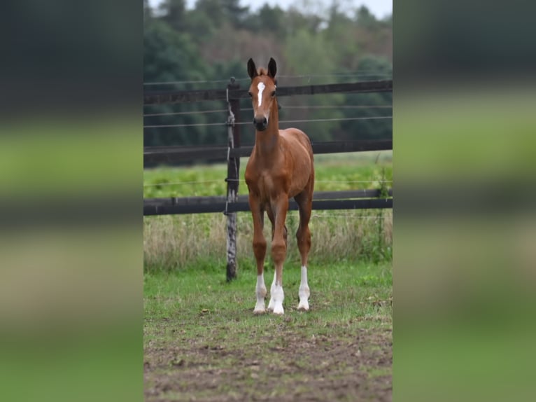 Belgisches Warmblut Stute Fohlen (01/2026) Brauner in Swarzędz