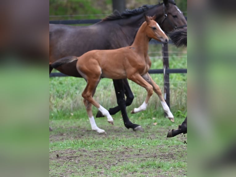 Belgisches Warmblut Stute Fohlen (01/2026) Brauner in Swarzędz