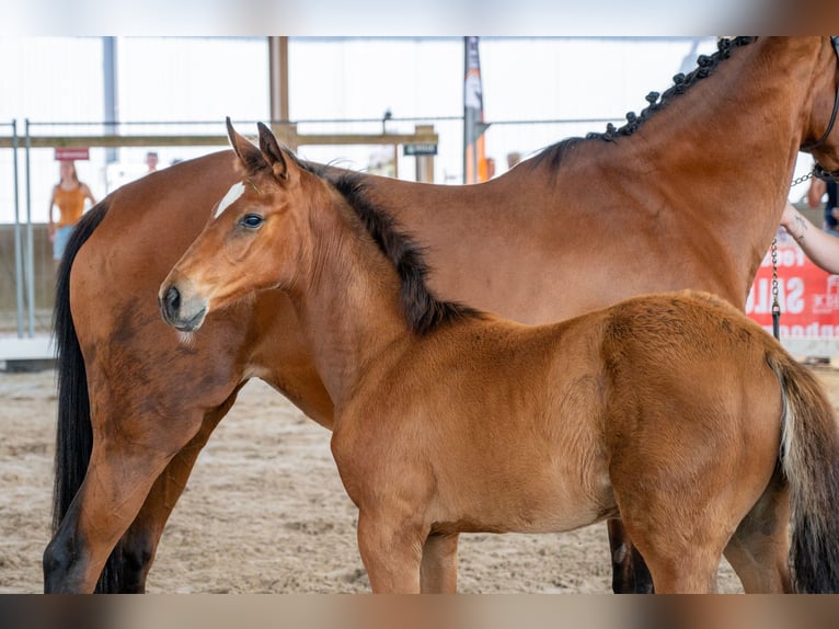 Belgisches Warmblut Stute Fohlen (04/2026) Brauner in GROTE-BROGEL