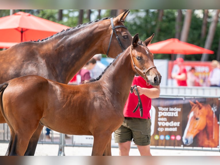 Belgisches Warmblut Stute Fohlen (04/2026)  in Kaulille