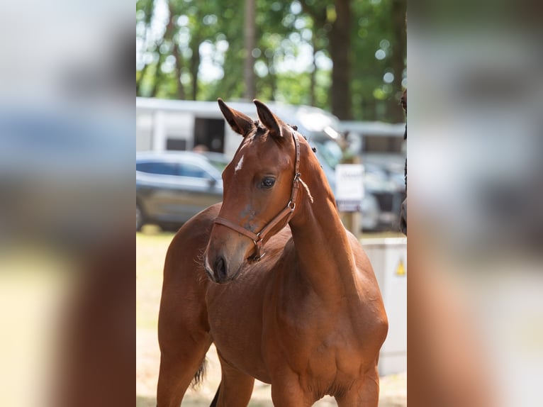 Belgisches Warmblut Stute Fohlen (04/2026)  in Kaulille