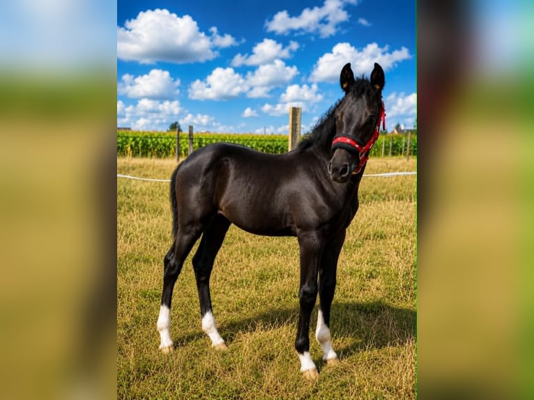Belgisches Warmblut Stute Fohlen (04/2026) Dunkelbrauner in Kampenhout
