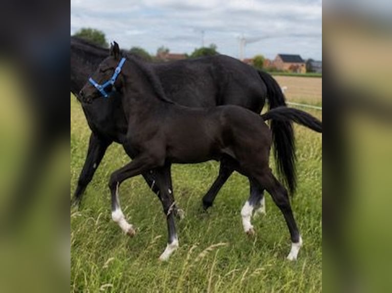 Belgisches Warmblut Stute Fohlen (04/2026) Dunkelbrauner in Kampenhout