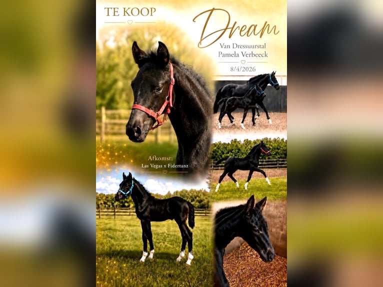 Belgisches Warmblut Stute Fohlen (04/2026) Dunkelbrauner in Kampenhout