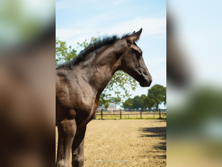 Belgisches Warmblut Stute Fohlen (05/2026) Dunkelbrauner in Kaulille