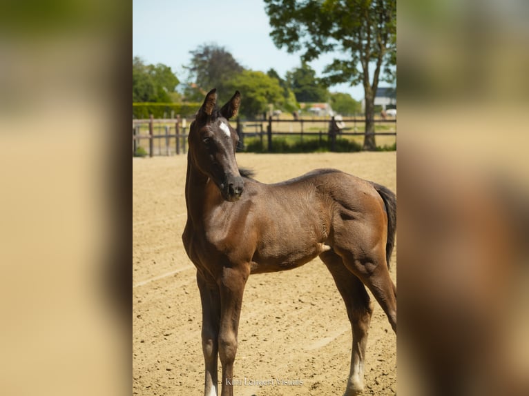 Belgisches Warmblut Stute Fohlen (05/2026) Dunkelbrauner in Kaulille