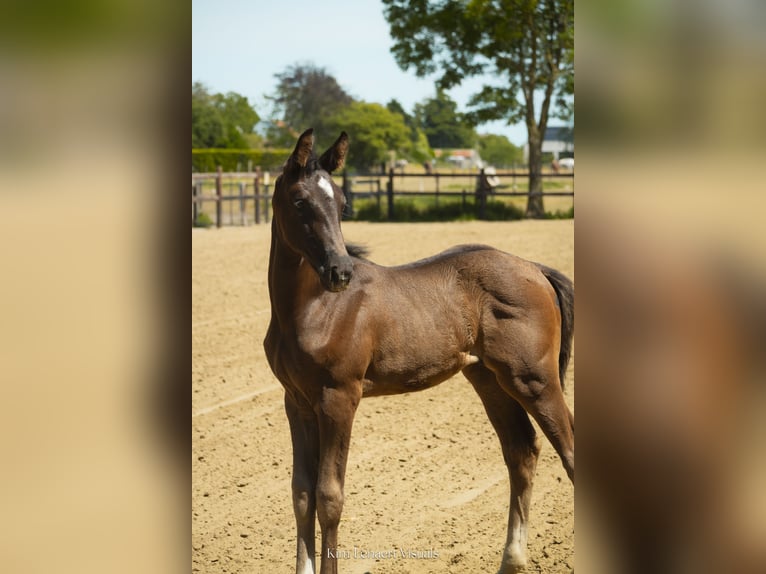Belgisches Warmblut Stute Fohlen (05/2026) Dunkelbrauner in Kaulille