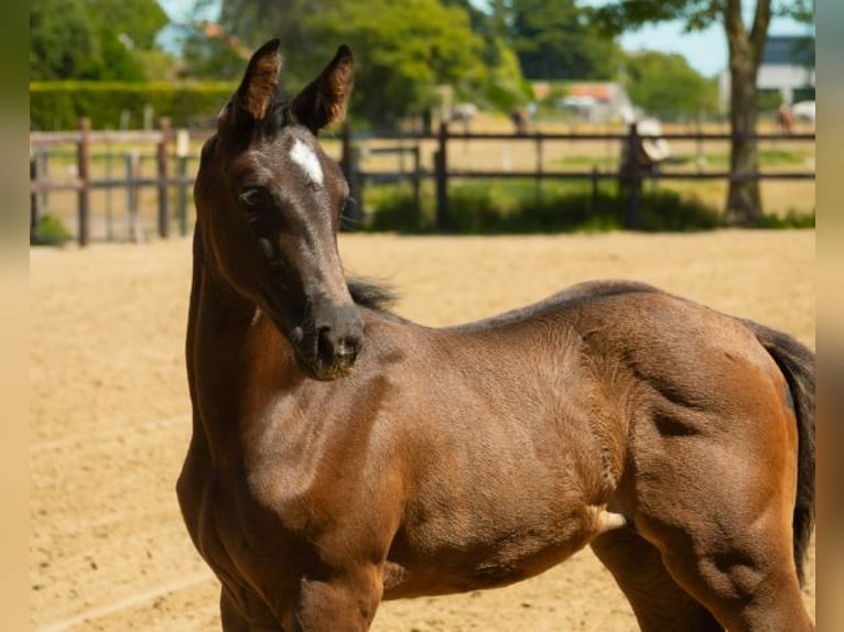 Belgisches Warmblut Stute Fohlen (05/2026) Dunkelbrauner in Kaulille