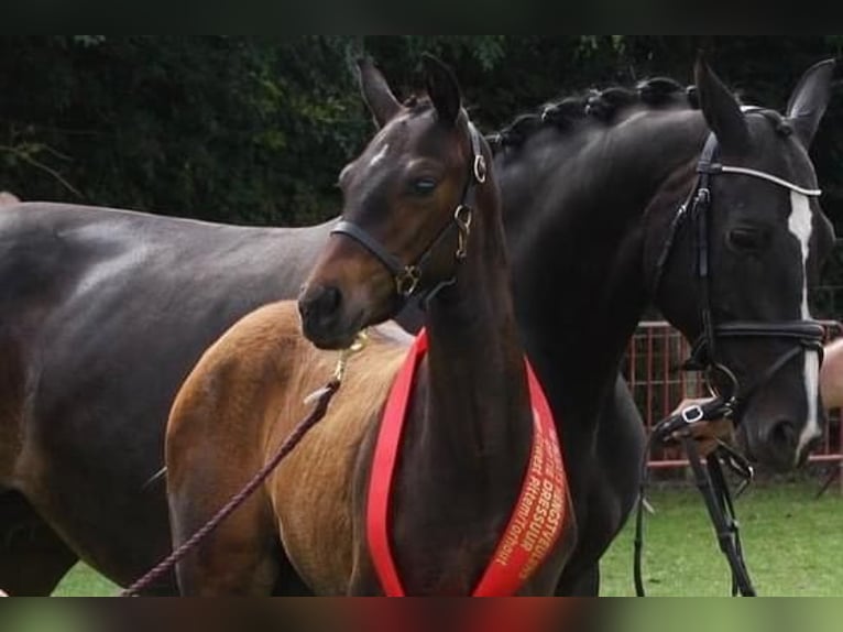 Belgisches Warmblut Stute Fohlen (04/2024) Dunkelbrauner in Ranst