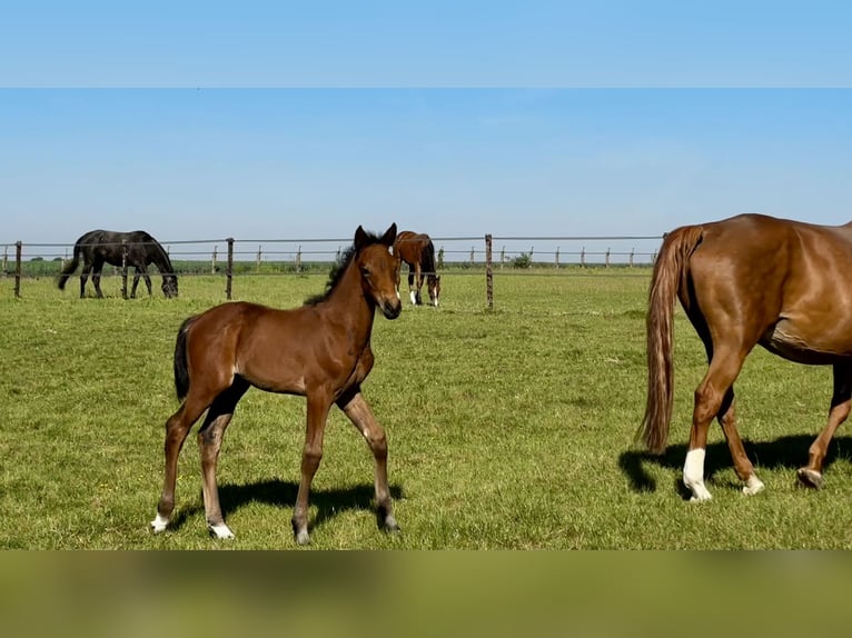 Belgisches Warmblut Stute  Dunkelbrauner in Forville