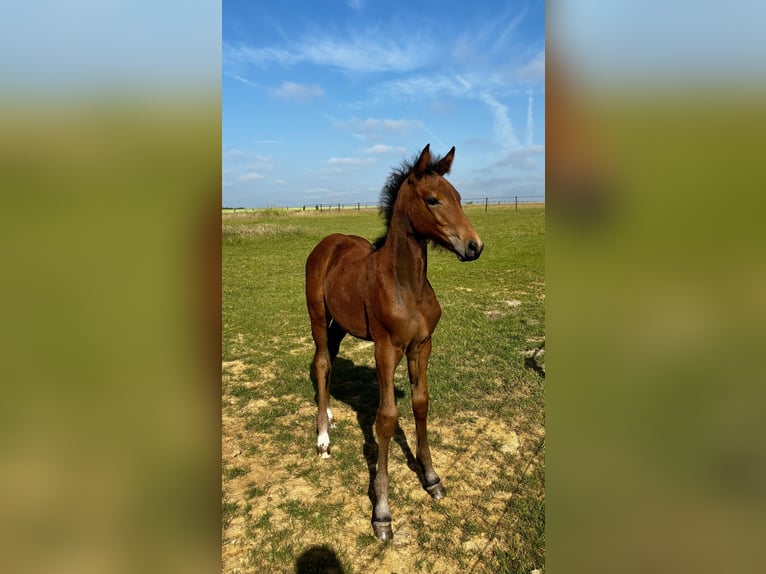 Belgisches Warmblut Stute  Dunkelbrauner in Forville