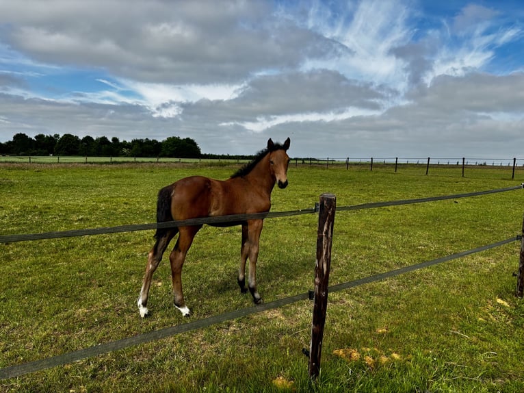 Belgisches Warmblut Stute  Dunkelbrauner in Forville
