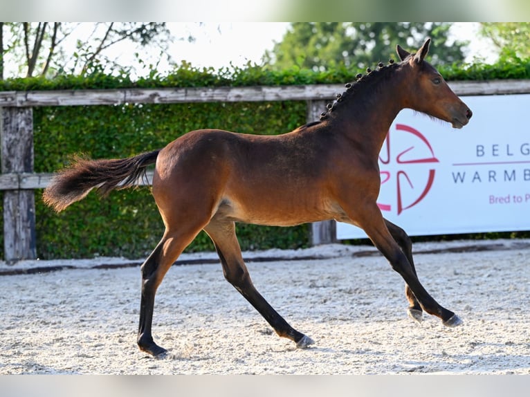 Belgisches Warmblut Stute Fohlen (03/2024) Dunkelbrauner in Oud-Heverlee