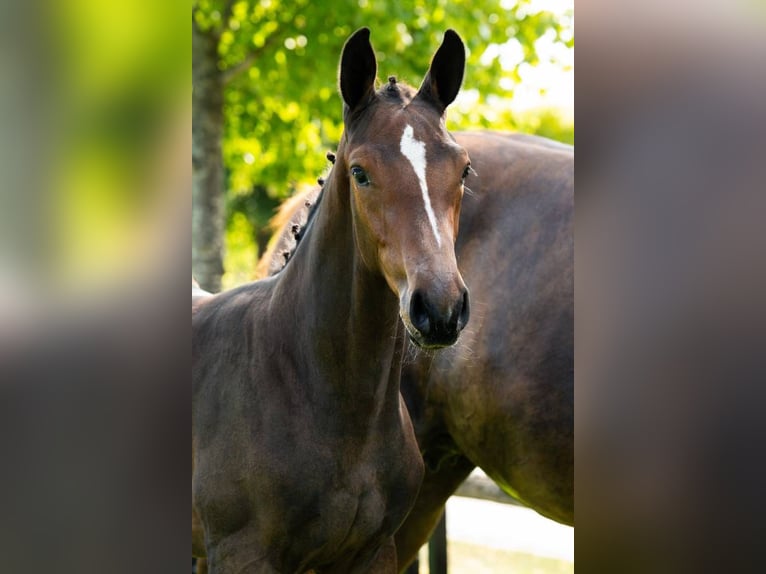 Belgisches Warmblut Stute Fohlen (05/2025) Dunkelbrauner in Wolvertem