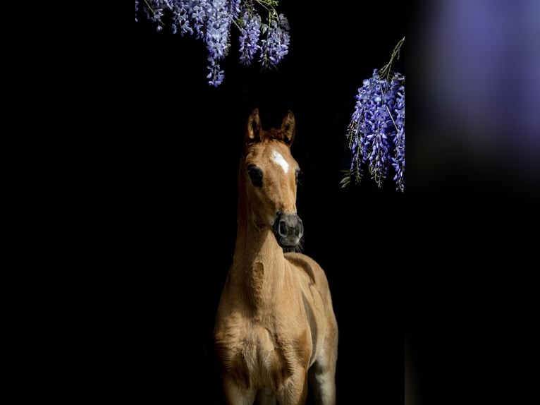 Belgisches Warmblut Stute Fohlen (04/2023) Dunkelfuchs in ulicoten, noord-brabant