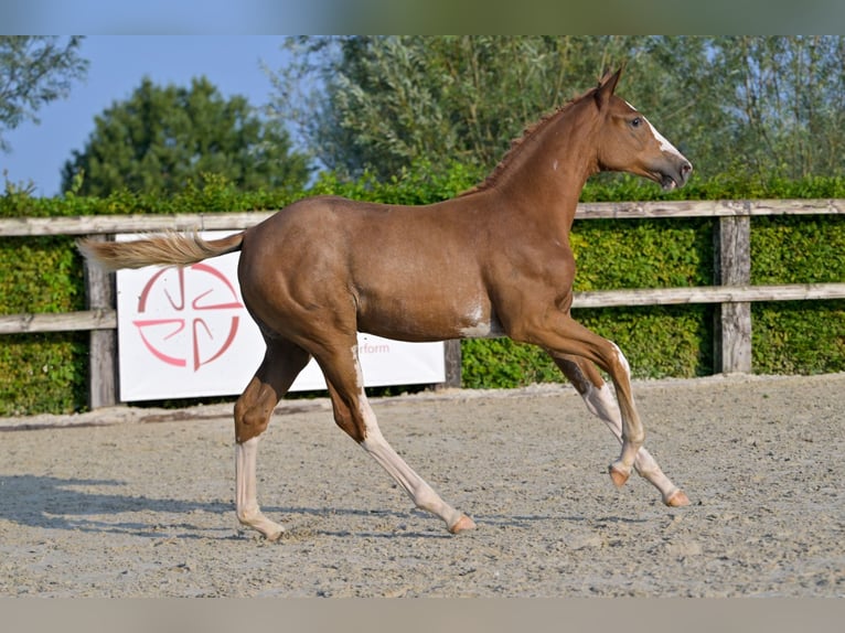 Belgisches Warmblut Stute Fohlen (04/2024) Dunkelfuchs in Oud-Heverlee