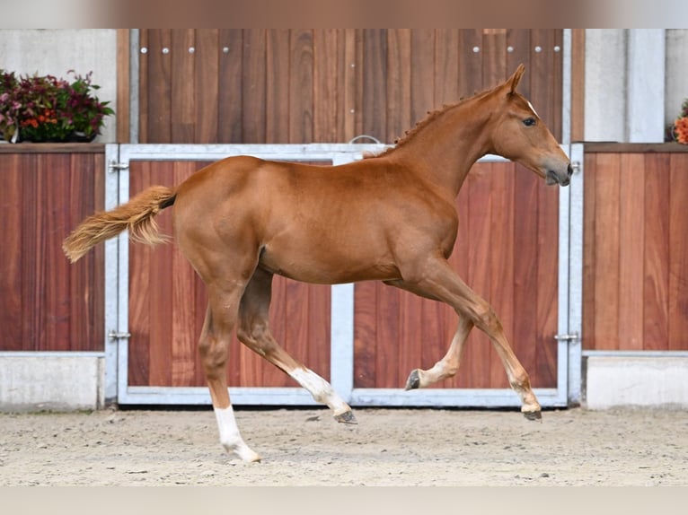 Belgisches Warmblut Stute Fohlen (05/2025) Dunkelfuchs in Zelle