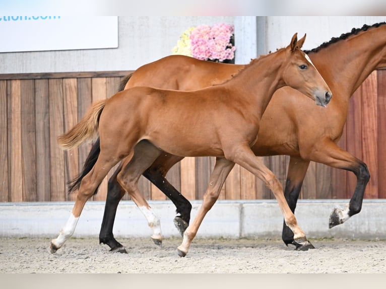 Belgisches Warmblut Stute Fohlen (05/2025) Dunkelfuchs in Zelle