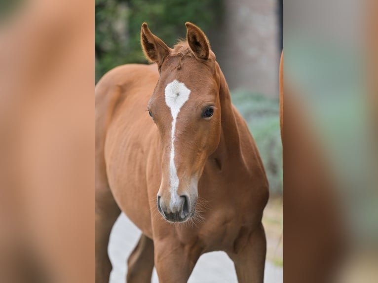 Belgisches Warmblut Stute Fohlen (05/2025) Dunkelfuchs in Zelle