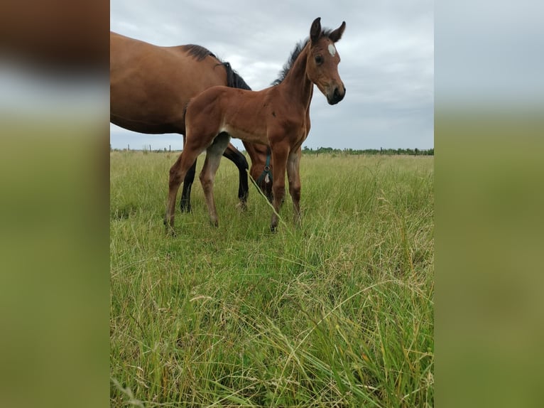 Belgisches Warmblut Stute Fohlen (05/2024) Hellbrauner in Herk-De-Stad