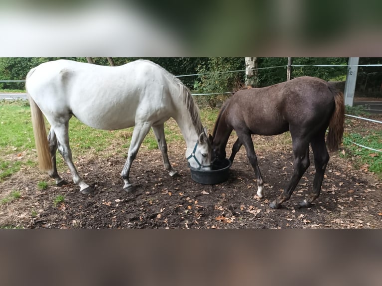 Belgisches Warmblut Stute Fohlen (05/2025) Kann Schimmel werden in Kalmthout Belgisches Warmblut Stute Fohlen (05/2025) Kann Schimmel werden in Kalmthout