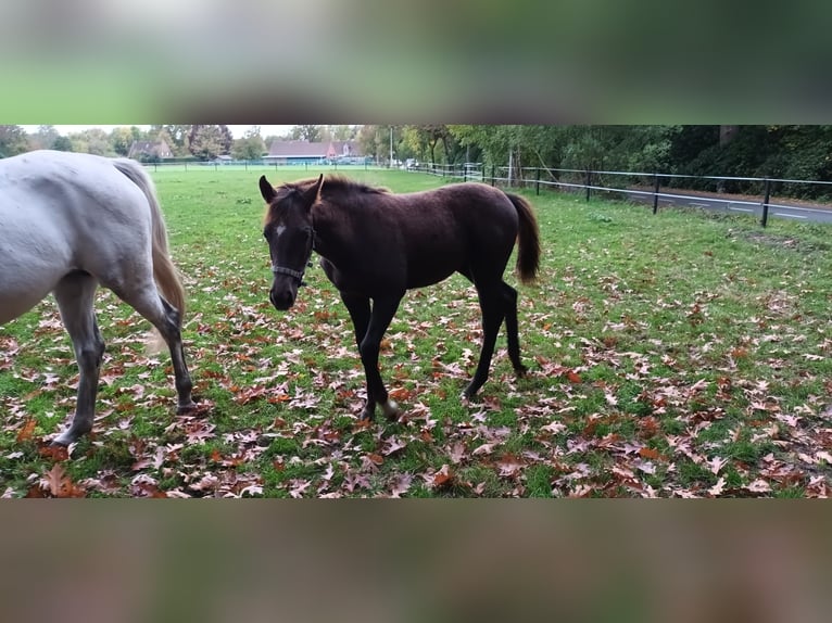 Belgisches Warmblut Stute Fohlen (05/2025) Kann Schimmel werden in Kalmthout Belgisches Warmblut Stute Fohlen (05/2025) Kann Schimmel werden in Kalmthout
