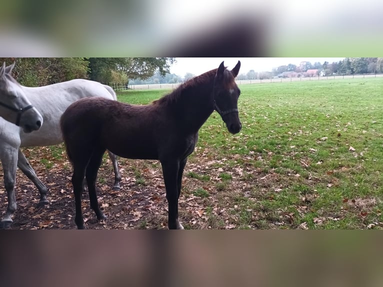 Belgisches Warmblut Stute Fohlen (05/2025) Kann Schimmel werden in Kalmthout Belgisches Warmblut Stute Fohlen (05/2025) Kann Schimmel werden in Kalmthout