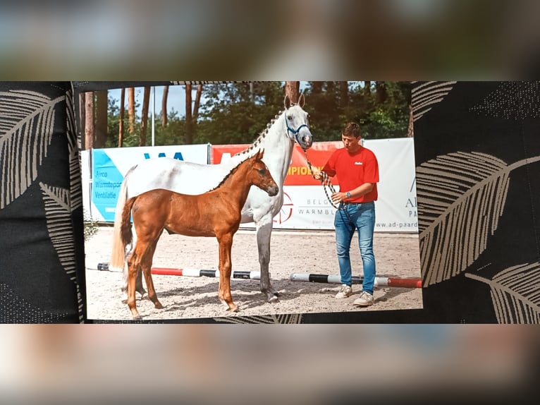 Belgisches Warmblut Stute Fohlen (05/2025) Kann Schimmel werden in Kalmthout Belgisches Warmblut Stute Fohlen (05/2025) Kann Schimmel werden in Kalmthout