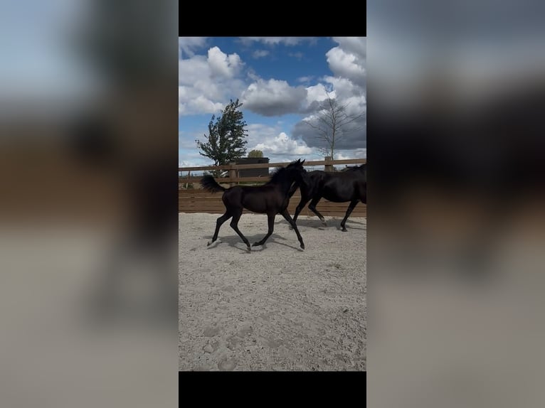 Belgisches Warmblut Stute Fohlen (03/2026) Rappe in Bons villers