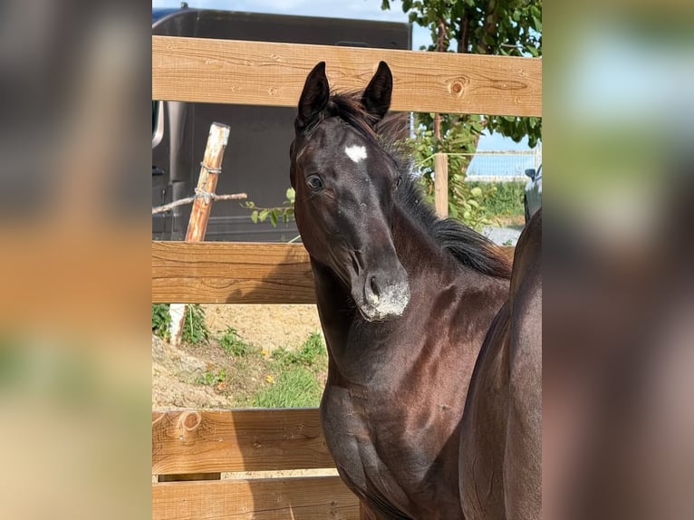 Belgisches Warmblut Stute Fohlen (03/2026) Rappe in Bons villers