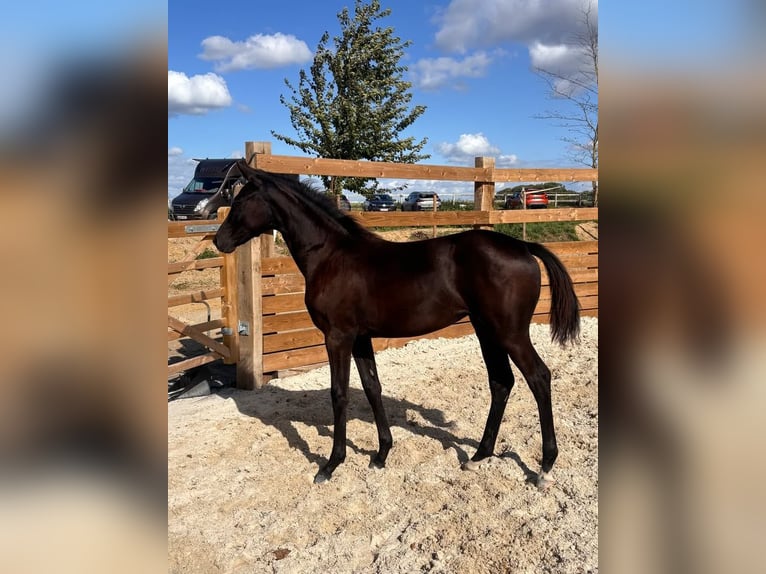 Belgisches Warmblut Stute Fohlen (03/2026) Rappe in Bons villers