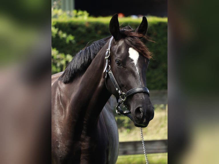Belgisches Warmblut Stute Fohlen (05/2026) Rappe in Hechtel