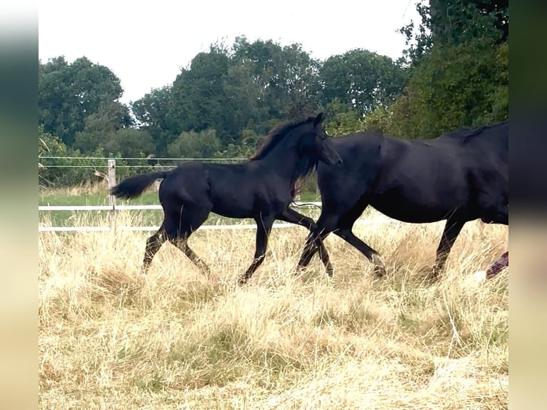 Belgisches Warmblut Stute Fohlen (03/2026) Rappe in Rêves