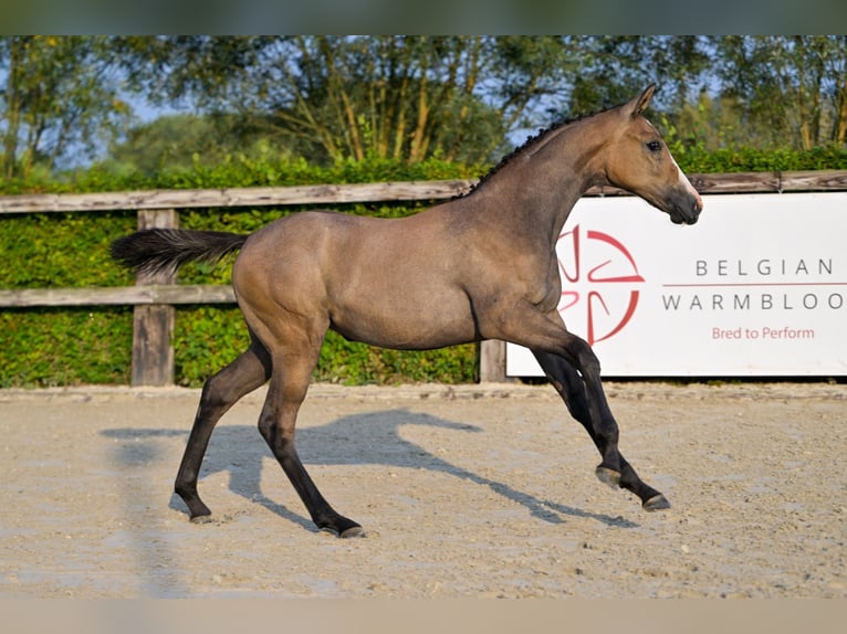 Belgisches Warmblut Stute Fohlen (04/2024) Roan-Bay in Oud-Heverlee